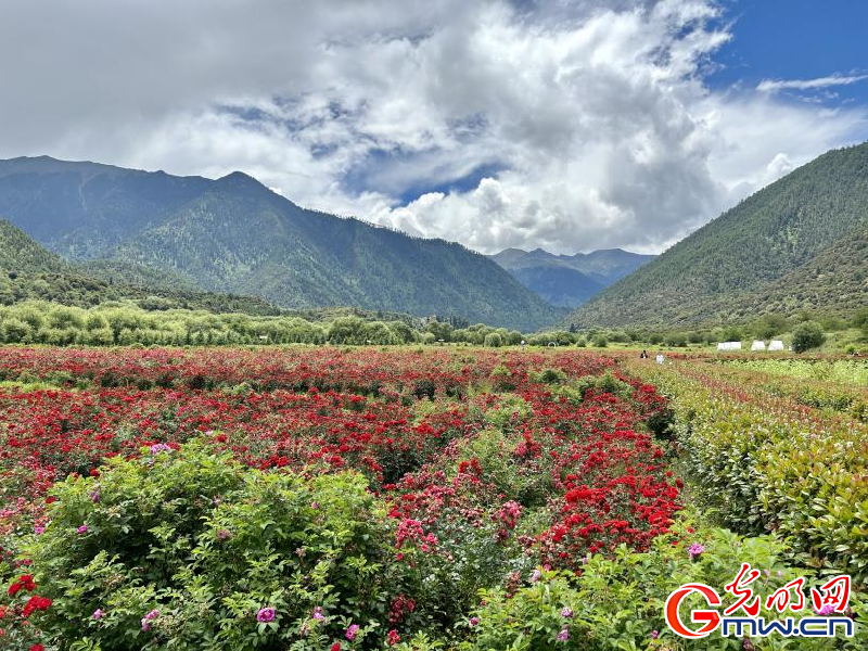 我們的家園丨工布花谷：高原花開(kāi)香飄全國(guó)，產(chǎn)業(yè)經(jīng)濟(jì)增收致富