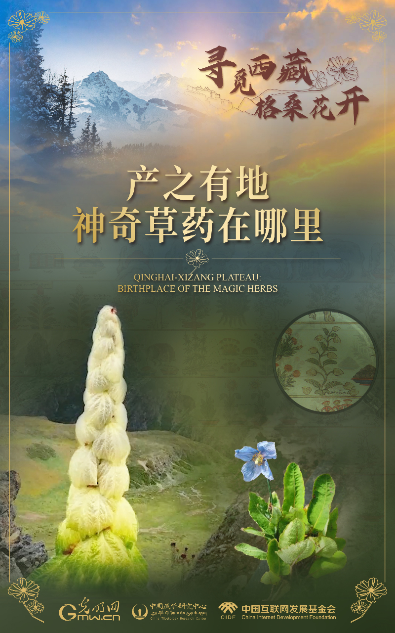 【尋覓西藏·格?；ㄩ_】產(chǎn)之有地：神奇草藥在哪里