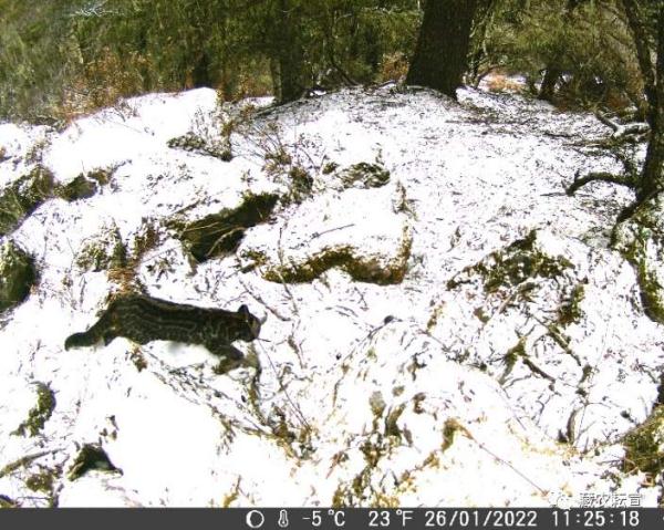 西藏色季拉山發(fā)現(xiàn)雪豹、白頰獼猴等多種珍稀野生動(dòng)物