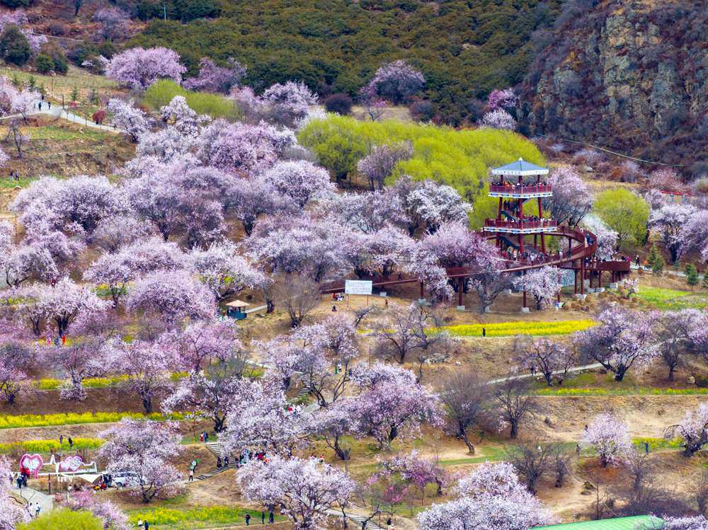 桃花盛開(kāi)惹人醉，八方游客賞花來(lái)。徐馭堯攝