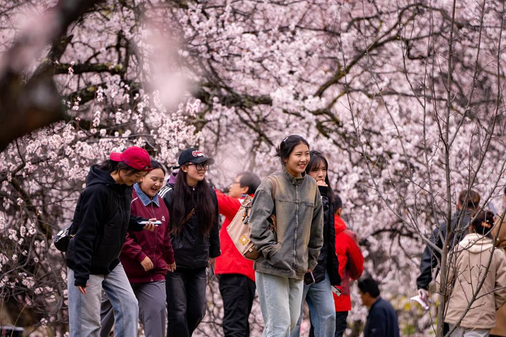 桃花盛開(kāi)惹人醉，八方游客賞花來(lái)。徐馭堯攝