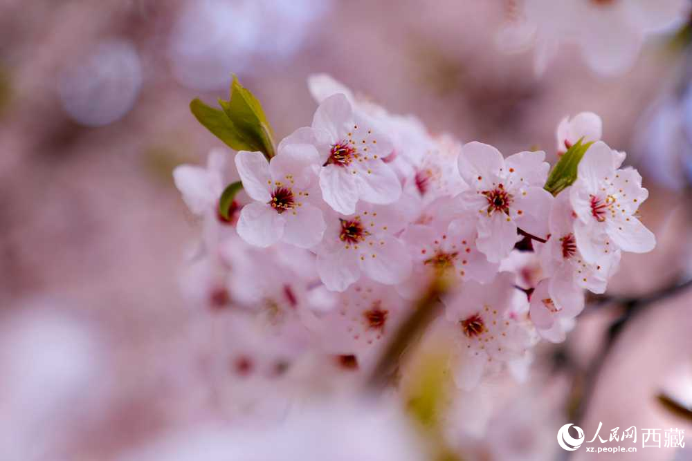 桃花盛開(kāi)惹人醉。人民網(wǎng)記者 次仁羅布攝
