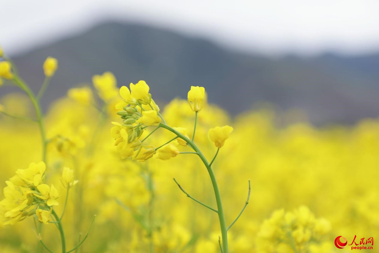 金色油菜花鋪滿大地。 人民網 李海霞攝