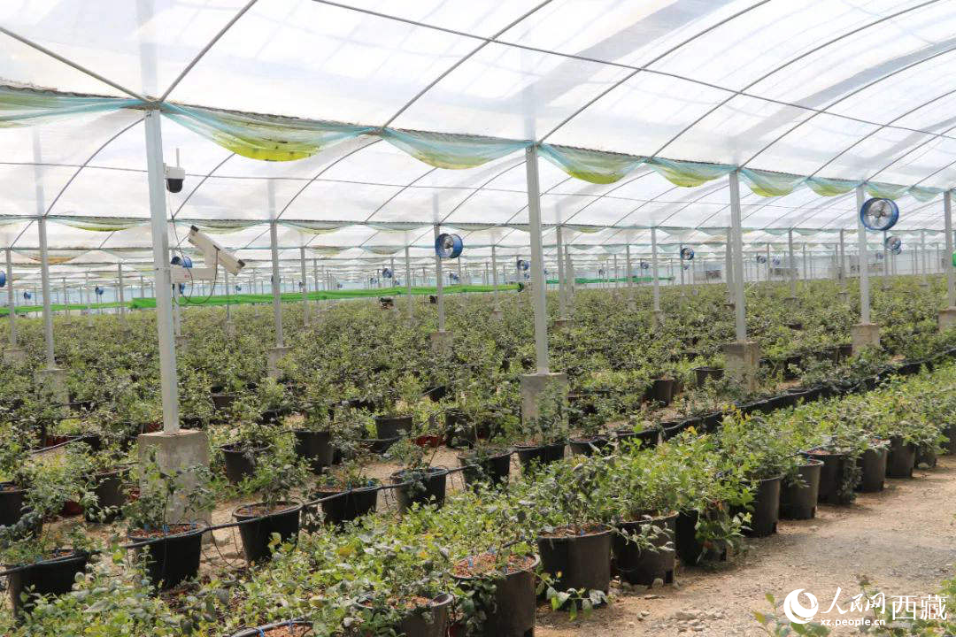 戈壁田園藍(lán)莓工業(yè)化種植基地。次仁龍布攝