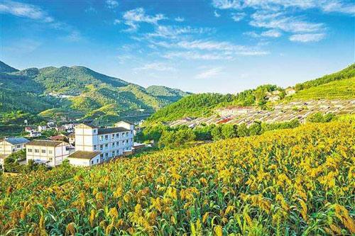 【理上網(wǎng)來o輝煌十九大】鄉(xiāng)村振興戰(zhàn)略：更綜合、全面、系統(tǒng)的發(fā)展戰(zhàn)略