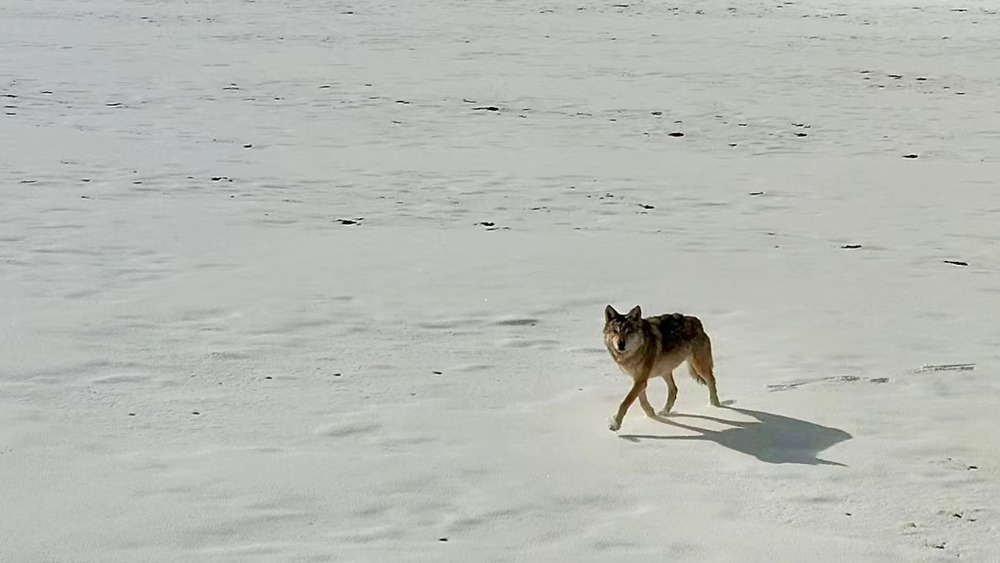 雪地里的阿里“狼”。